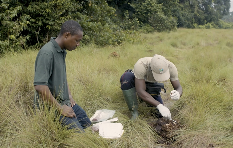 WCS Gabon researchers collecting dung samples CREDIT: Harrison Thane